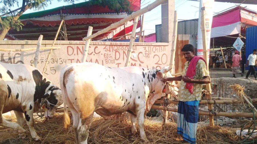 হাট শেষ, বিক্রি হয়নি বেশিরভাগ বড় গরু